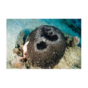 Black-Ball Sponge - Ircinia strobilina - Key Largo, Florida - Photo 2 -  South Florida Reefs