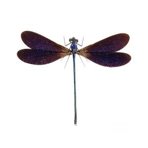 TOP QUALITY! Entomologie Insecte dragonfly Libellule Vestalis luctuosa A1