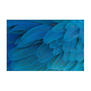 Blue Parrot Feathers Photograph by Cora Rosenhaft - Fine Art America