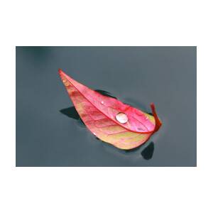 Boat Leaf Photograph by Sophal Benefield - Pixels
