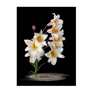 Promise - Pink Lily With Bud by Gill Billington