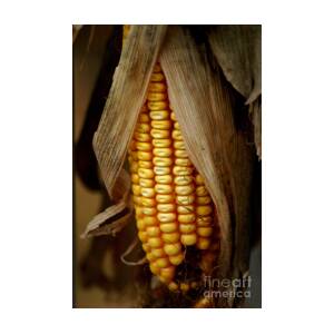 Dry Corn Husk Photograph by Living Color Photography Lorraine Lynch - Fine  Art America