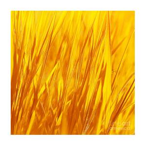 Dry yellow grass background Photograph by Anna Om - Fine Art America