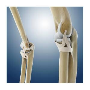 Elbow Ligaments by Springer Medizin/science Photo Library
