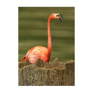 Flamingo Speaks Photograph by Bill Tiepelman