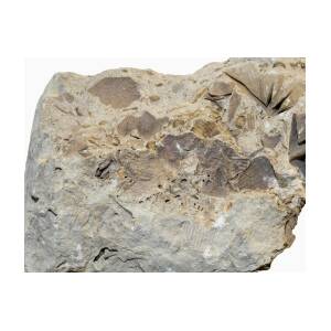 Fossiliferous Limey Shale by Science Stock Photography/science Photo Library