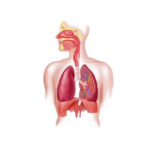 respiratory system diagram without labels