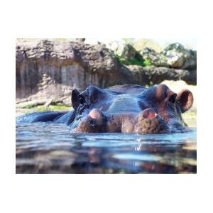 Hungry Hungry Hippo Photograph by Diana Child - Fine Art America