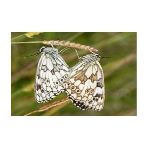 Marbled white butterflies mating - Stock Image - C021/8048 - Science Photo  Library