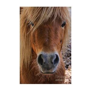 Miniature Horse Portrait Photograph by Olga Hamilton | Fine Art America