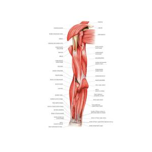 Muscles Of Right Upper Arm by Asklepios Medical Atlas