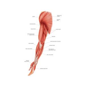 Muscles Of Upper Limb by Asklepios Medical Atlas
