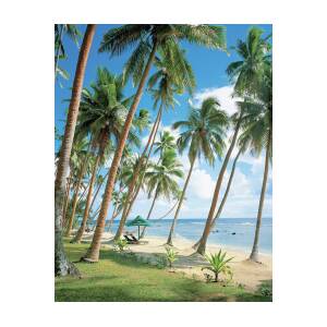 Palm Tree Near Beach by Erhard Pfeiffer