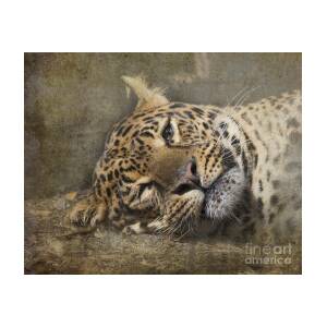 Peeping Leopard Houston Zoo Photograph by TN Fairey - Fine Art America