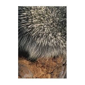 Porcupine Quills Photograph by Jeffrey Lepore - Fine Art America