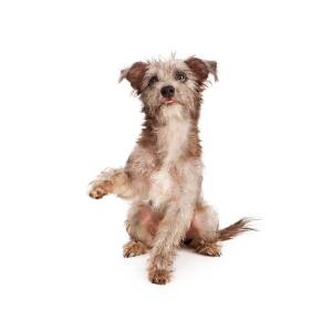 Scruffy Terrier Shaking Paw Photograph by Focused
