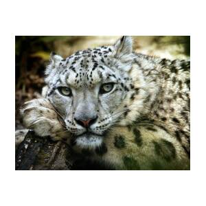 Snow Leopard Photograph by Chris Boulton - Fine Art America