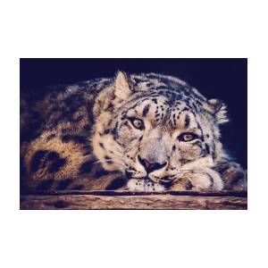 Snow Leopard Photograph by Sara Frank - Fine Art America