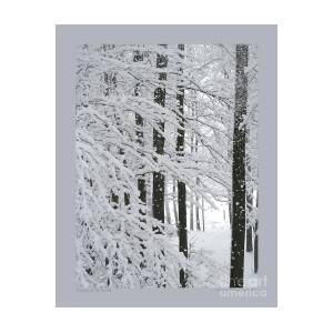 Snowing in the Woods Photograph by Patricia Overmoyer - Fine Art America