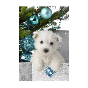 https://render.fineartamerica.com/images/rendered/square-product/small/images-medium-large-5/snowy-white-puppy-present-greg-cuddiford.jpg