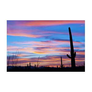 Sonoran Desert Sunset And Saguaro Cacti by Ed Reschke