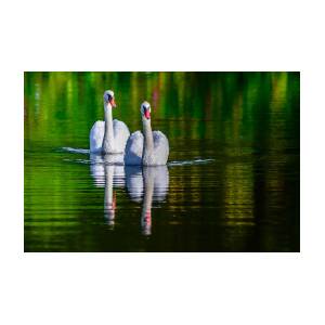 Soulmate Swans Photograph by Brian Stevens - Fine Art America