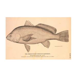 The Freshwater Drum or Gaspergou by Brian Long