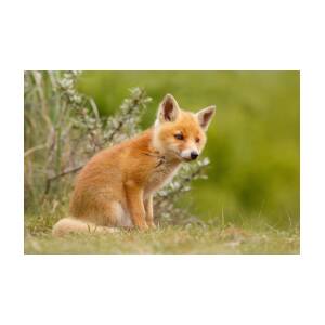 AF-11SL Cute Red Fox Cubs Photo Slate Christmas Gift Ornament 