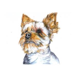Yorkshire Terrier 2 Drawing by Aida Novosel Savic - Fine Art America
