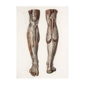 Sketch Leg Foot Pencil Anatomy Body Stock Illustration 1226269339   Shutterstock