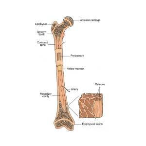 Illustration Of Bone Structure Photograph by Science Source