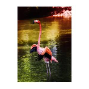 Flamingo Flow Photograph by Bill Tiepelman