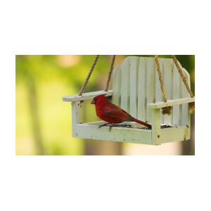male cardinal bird feeder