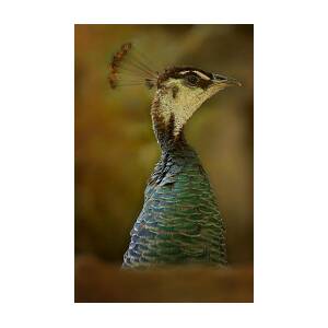 Peacock Profile Photograph by Linda Tiepelman