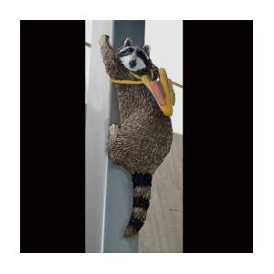 raccoon for sale oklahoma
