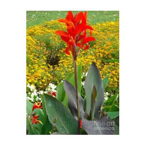 Tall Red Flower In Garden Photograph by Liliana Ducoure - Fine Art America