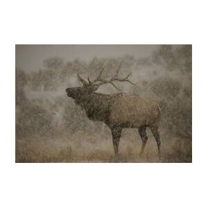 Wapiti, Or Elk, Male Amidst Falling Photograph by Norbert Rosing