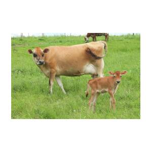 Jersey Cow and Calf Photograph by Bethany Benike - Fine Art America