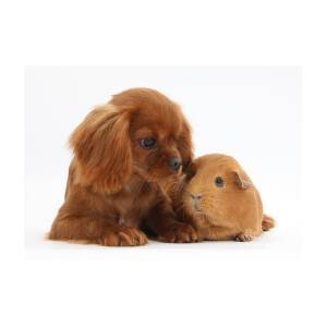 ruby cavalier king charles spaniel stuffed animal