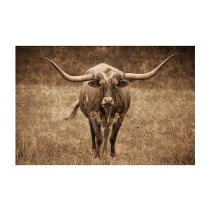 Jogo De Futebol Da Faculdade Dos Longhorns De Texas Imagem Editorial -  Imagem de americano, homem: 13312720