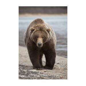 https://render.fineartamerica.com/images/rendered/square-product/small/images/artworkimages/mediumlarge/1/13-grizzly-bear-ursus-arctos-horribilis-matthias-breiter.jpg