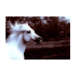 White Arabian Stallion Photograph by ELA-EquusArt - Fine Art America