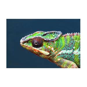 Details about   Artisinal African Art-wooden Chameleon 