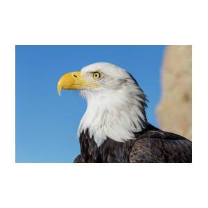 3dRose Photo of Bald Eagle Profile, American Frag, Frame, Fathers Day -  Towels (twl-344753-2)