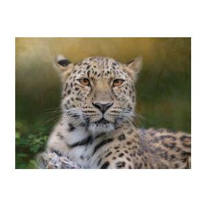 Amur Leopard Photograph by Patti Deters | Fine Art America