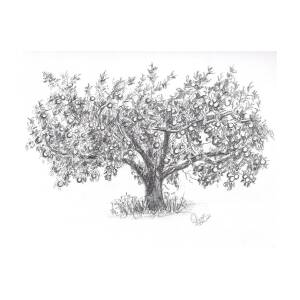Realistic Apple Tree Sketch Chelss Chapman - apple tree roblox