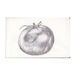 Tomato color pencil drawing  Stock Illustration 58149553  PIXTA