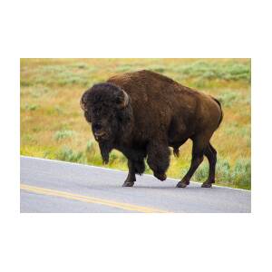 Bison X-ing Photograph by John Willy - Pixels