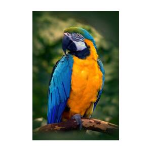 Kollegium forfader komedie Blue and Gold Macaw Ara ararauna Photograph by Nathan Abbott