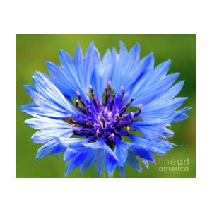 Download Blue Cornflower Photograph By Baggieoldboy Yellowimages Mockups